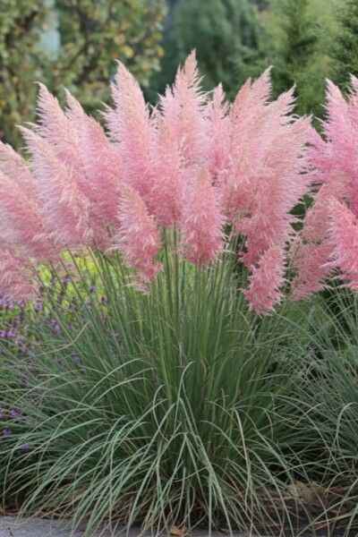 Cortaderia selloana 'Rosea'