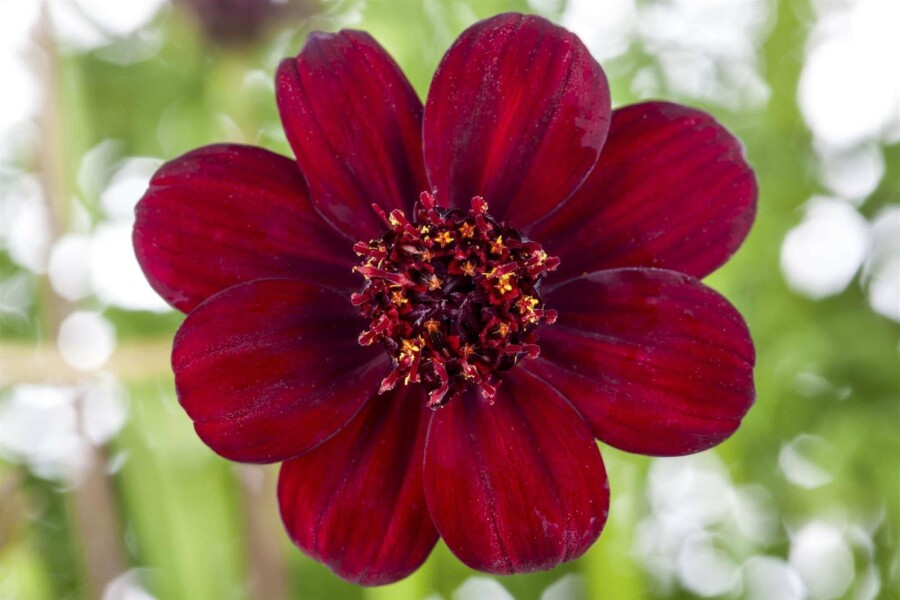 Schokoladenblume Cosmos atrosanguineus 5-10 Topf P9 Cosmos atrosanguineus