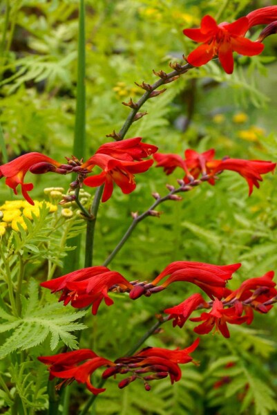 Montbretie Crocosmia x crocosmiiflora 'Emberglow' 5-10 Topf P9 Crocosmia x crocosmiiflora 'Emberglow'
