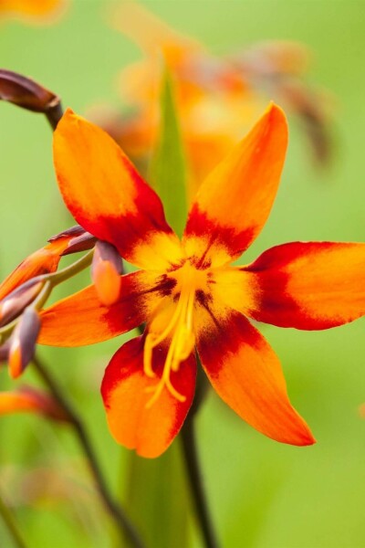 Montbretie Crocosmia x crocosmiiflora 'Emily McKenzie' 5-10 Topf P9 Crocosmia x crocosmiiflora 'Emily McKenzie'
