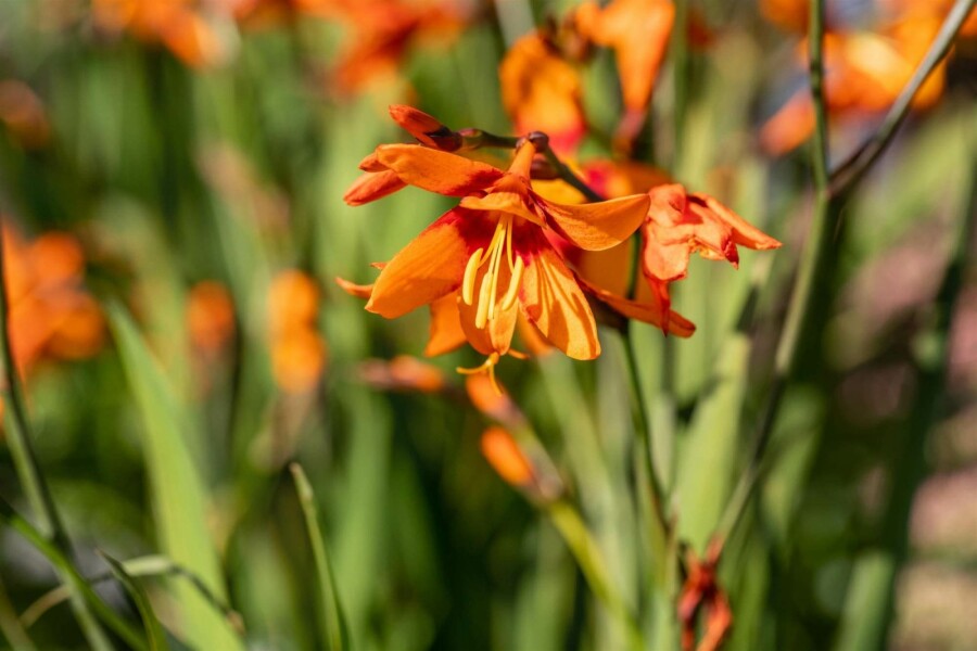 Montbretie Crocosmia x crocosmiiflora 'Emily McKenzie' 5-10 Topf P9 Crocosmia x crocosmiiflora 'Emily McKenzie'