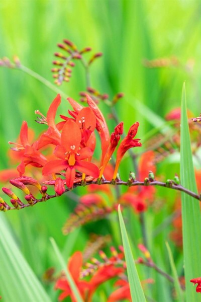 Montbretie Crocosmia x crocosmiiflora 'Lucifer' 5-10 Topf P9 Crocosmia x crocosmiiflora 'Lucifer'