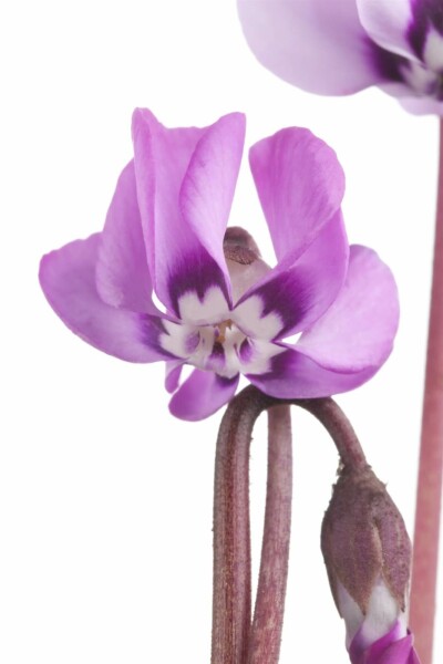 Alpenveilchen Cyclamen coum 5-10 Topf P9 Cyclamen coum