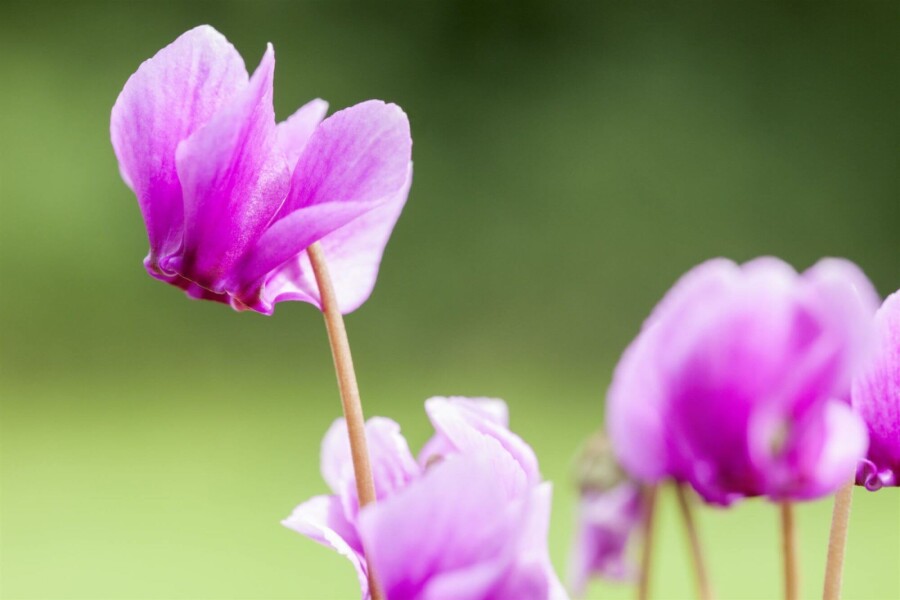 Herbst-Alpenveilchen Cyclamen hederifolium 5-10 Topf P9 Cyclamen hederifolium