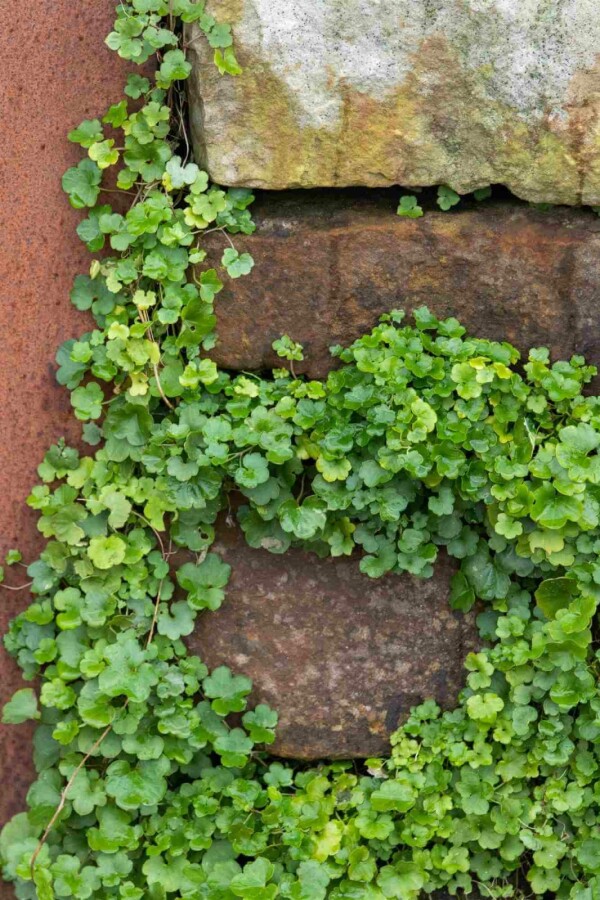 Zimbelkraut Cymbalaria muralis 5-10 Topf P9 Cymbalaria muralis