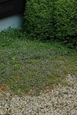 Zimbelkraut Cymbalaria muralis 5-10 Topf P9 Cymbalaria muralis