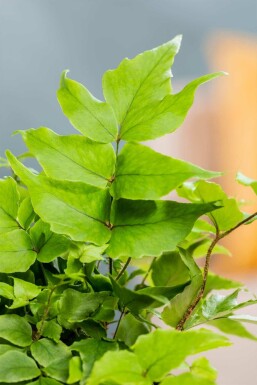 Japanischer schildfarn Cyrtomium fortunei 5-10 Topf P9 Cyrtomium fortunei