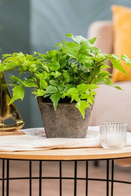 Japanischer schildfarn Cyrtomium fortunei 5-10 Topf P9 Cyrtomium fortunei