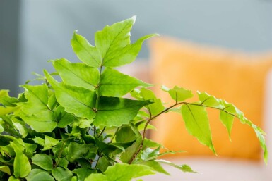 Japanischer schildfarn Cyrtomium fortunei 5-10 Topf P9 Cyrtomium fortunei