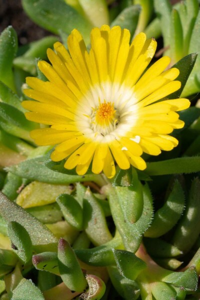 Mittagsblume Delosperma congestum 5-10 Topf P9 Delosperma congestum