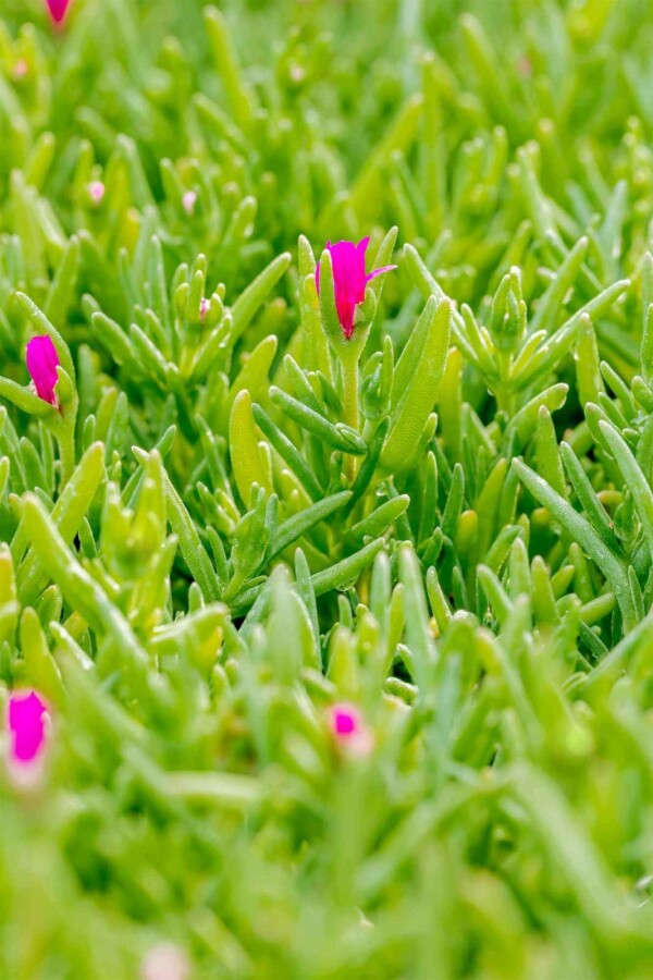 Delosperma cooperi