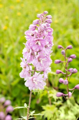 Rittersporn Delphinium pacific 'Astolat' 5-10 Topf P9 Delphinium pacific 'Astolat'