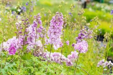 Rittersporn Delphinium pacific 'Astolat' 5-10 Topf P9 Delphinium pacific 'Astolat'