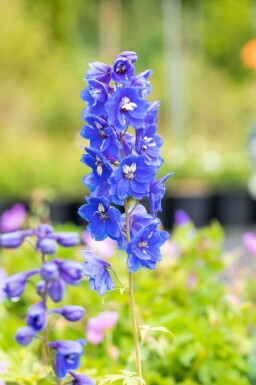 Rittersporn Delphinium pacific 'Blue Bird' 5-10 Topf P9 Delphinium pacific 'Blue Bird'