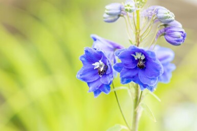 Rittersporn Delphinium pacific 'Blue Bird' 5-10 Topf P9 Delphinium pacific 'Blue Bird'