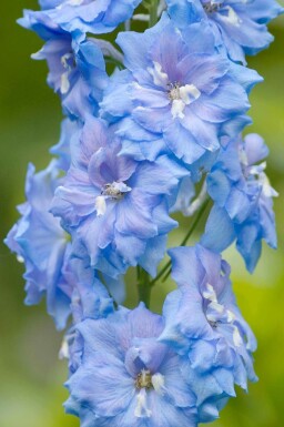 Rittersporn Delphinium pacific 'Summer Skies' 5-10 Topf P9 Delphinium pacific 'Summer Skies'