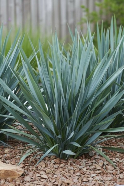 Flachslilie Dianella 'Blue Stream' 5-10 Topf P9 Dianella 'Blue Stream'