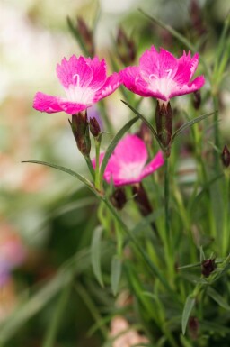 Nelke Dianthus caryophyllus 'Kahori' 5-10 Topf P9 Dianthus caryophyllus 'Kahori'
