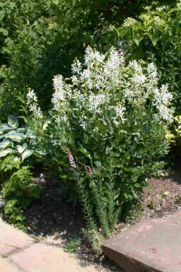 Diptam Dictamnus albus 'Albiflorus' 5-10 Topf P9 Dictamnus albus 'Albiflorus'