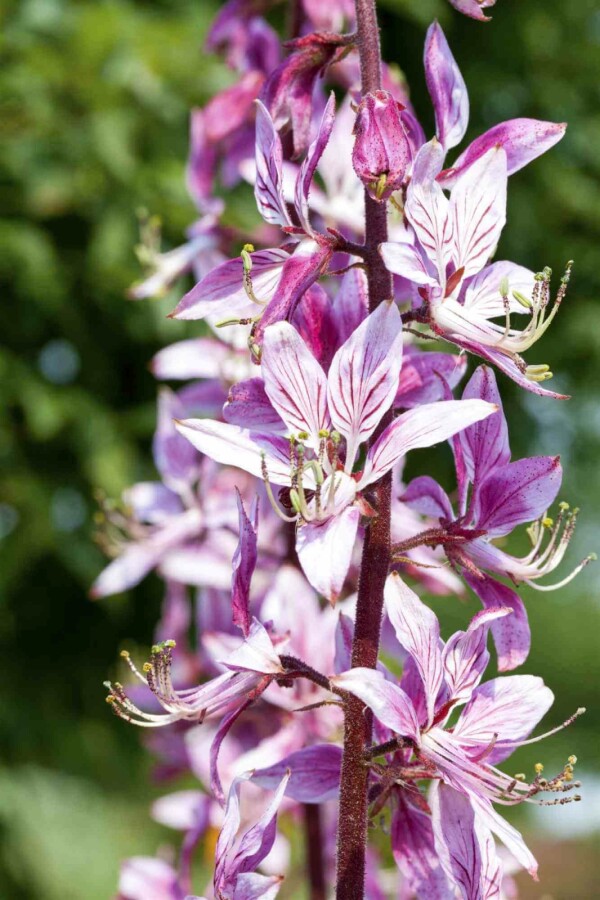 Diptam Dictamnus albus 5-10 Topf P9 Dictamnus albus