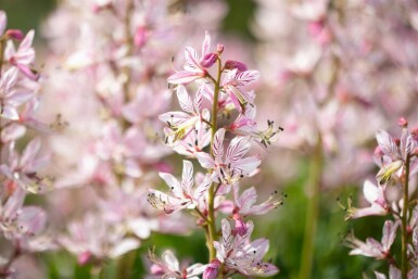Diptam Dictamnus albus 5-10 Topf P9 Dictamnus albus