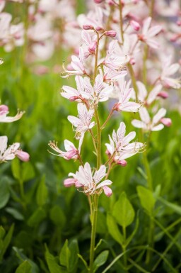 Diptam Dictamnus albus 5-10 Topf P9 Dictamnus albus