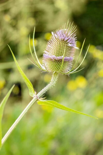 Wilde karde Dipsacus fullonum 5-10 Topf P9 Dipsacus fullonum