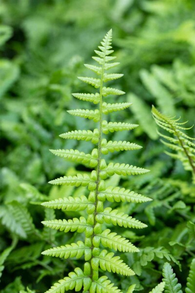 Königsfarn Dryopteris affinis 5-10 Topf P9 Dryopteris affinis