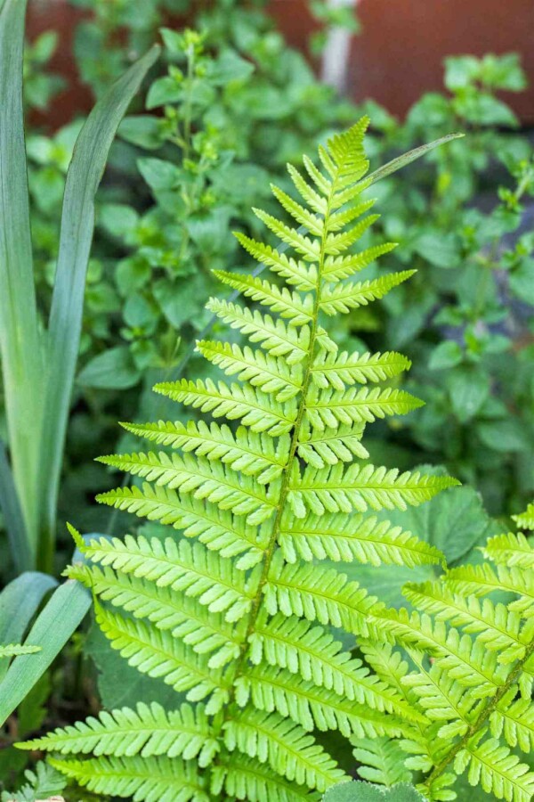 Königsfarn Dryopteris affinis 5-10 Topf P9 Dryopteris affinis