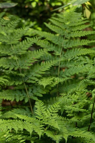 Gewöhnlicher wurmfarn Dryopteris dilatata 5-10 Topf P9 Dryopteris dilatata