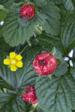 Indische scheinerdbeere Duchesnea indica 5-10 Topf P9 Duchesnea indica