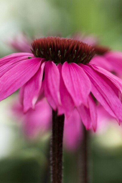 Roter sonnenhut Echinacea purpurea 'Rubinstern' 5-10 Topf P9 Echinacea purpurea 'Rubinstern'