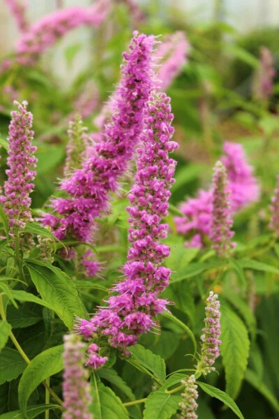 Chinesische minze Elsholtzia stauntonii 5-10 Topf P9 Elsholtzia stauntonii