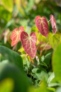 Elfenblume Epimedium versicolor 'Sulphureum' 5-10 Topf P9 Epimedium versicolor 'Sulphureum'