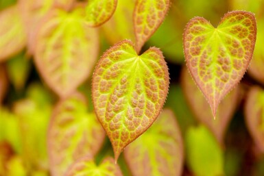 Elfenblume Epimedium versicolor 'Sulphureum' 5-10 Topf P9 Epimedium versicolor 'Sulphureum'