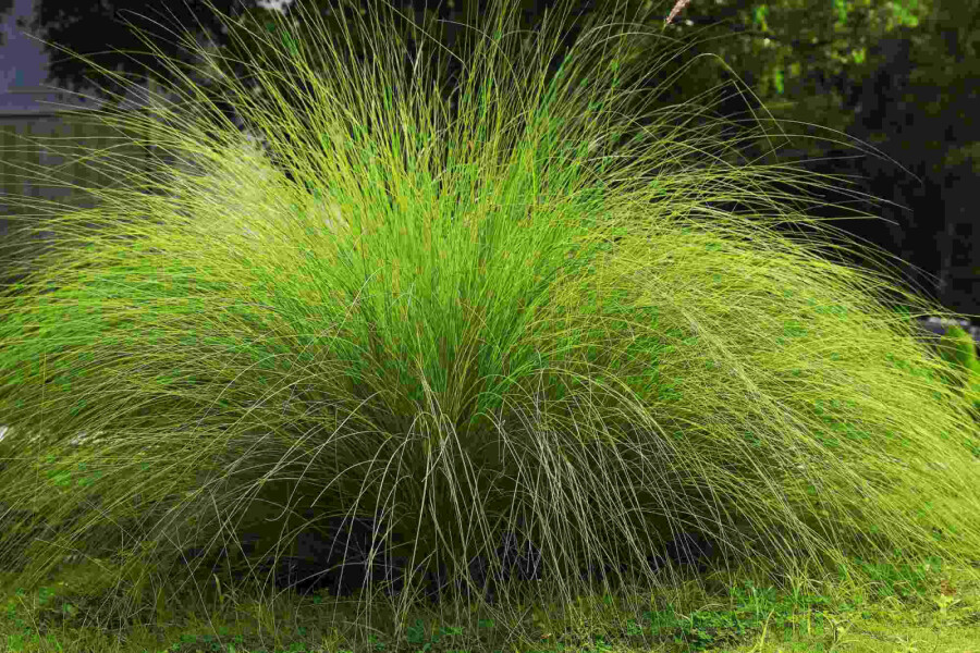 Südafrikanisches liebesgras Eragrostis curvula 5-10 Topf P9 Eragrostis curvula