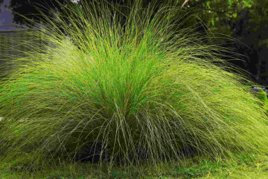 Südafrikanisches liebesgras Eragrostis curvula 5-10 Topf P9 Eragrostis curvula