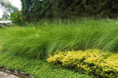 Südafrikanisches liebesgras Eragrostis curvula 5-10 Topf P9 Eragrostis curvula