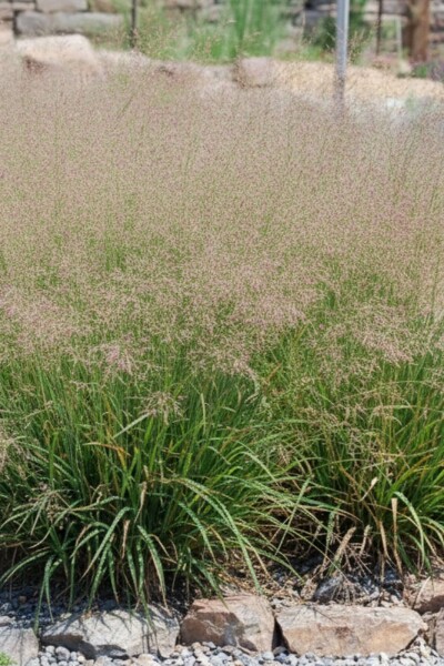 Eragrostis spectabilis