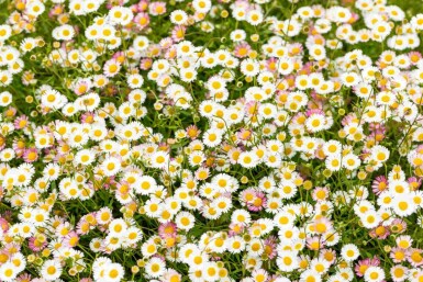 Spanisches gänseblümchen Erigeron karvinskianus 5-10 Topf P9 Erigeron karvinskianus