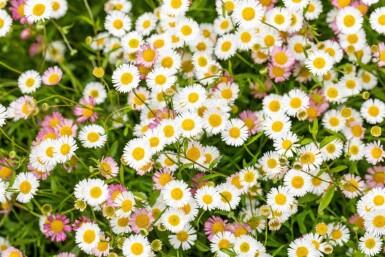 Spanisches gänseblümchen Erigeron karvinskianus 5-10 Topf P9 Erigeron karvinskianus