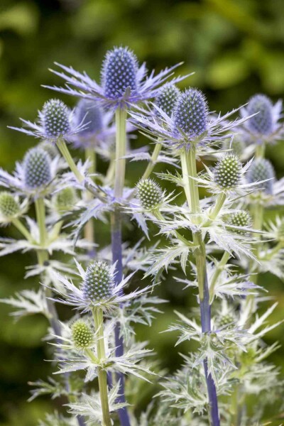 Edeldistel Eryngium 'Big Blue' 5-10 Topf P9 Eryngium 'Big Blue'