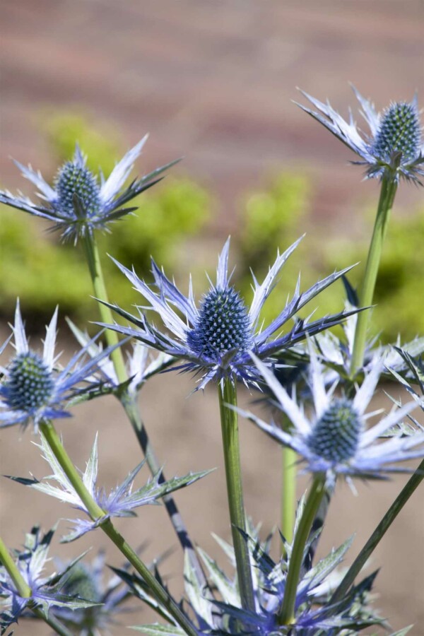 Blaue edeldistel Eryngium bourgatii 5-10 Topf P9 Eryngium bourgatii