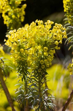Wolfsmilch Euphorbia characias ssp. 'wulfenii' 5-10 Topf P9 Euphorbia characias ssp. 'wulfenii'
