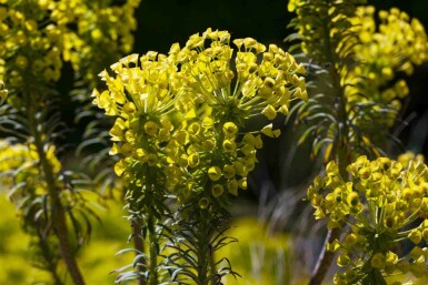 Wolfsmilch Euphorbia characias ssp. 'wulfenii' 5-10 Topf P9 Euphorbia characias ssp. 'wulfenii'