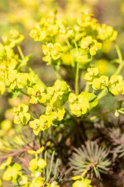 Zypressen-Wolfsmilch Euphorbia cyparissias 'Fens Ruby' 5-10 Topf P9 Euphorbia cyparissias 'Fens Ruby'