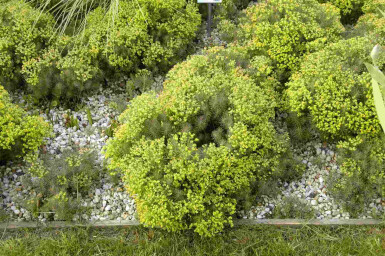 Zypressen-Wolfsmilch Euphorbia cyparissias 'Fens Ruby' 5-10 Topf P9 Euphorbia cyparissias 'Fens Ruby'