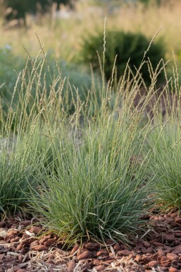 Festuca ovina