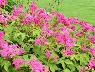 Purpur Mädesüß Filipendula purpurea 5-10 Topf P9 Filipendula purpurea