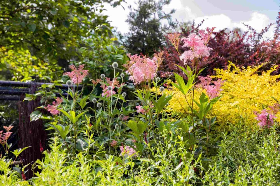 Mädesüß Filipendula rubra 'Venusta' 5-10 Topf P9 Filipendula rubra 'Venusta'